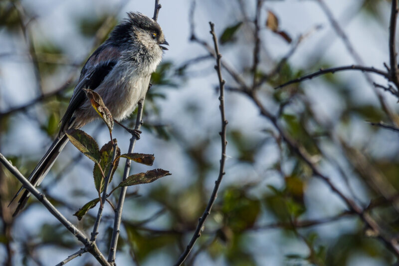 Orite à longue queue